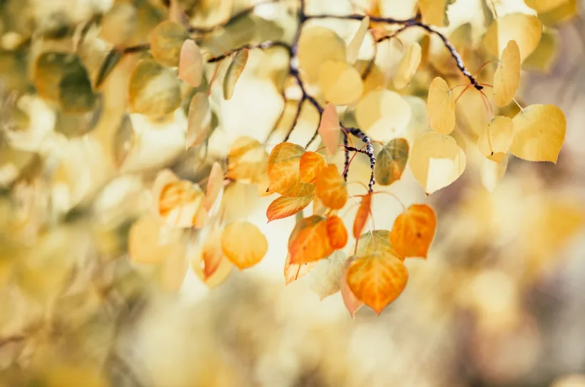 Automne