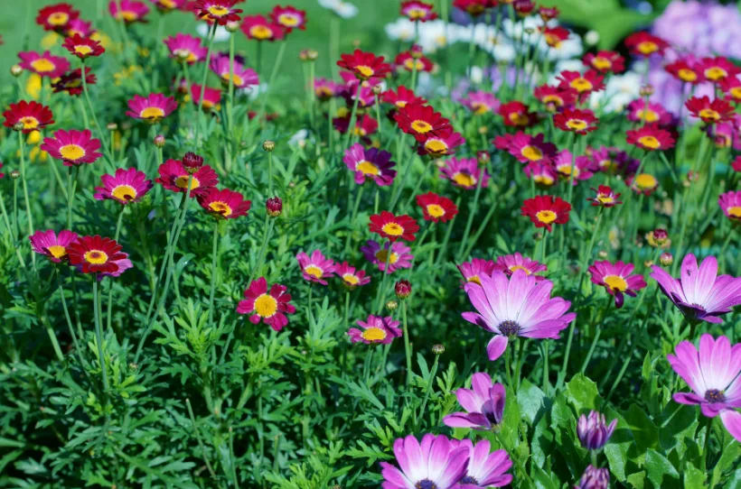 Fleurs 2