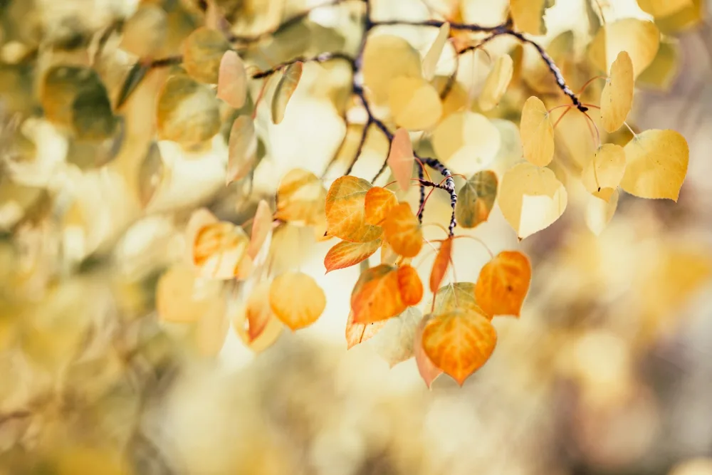 Automne