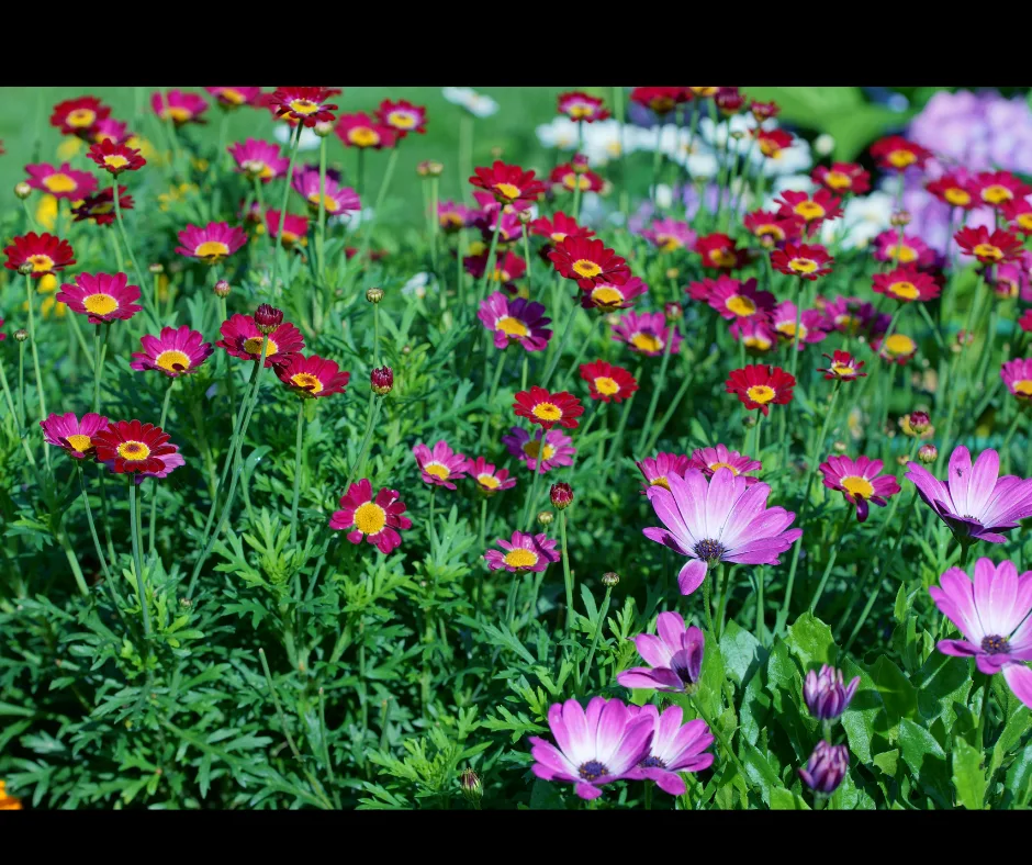 Fleurs 2